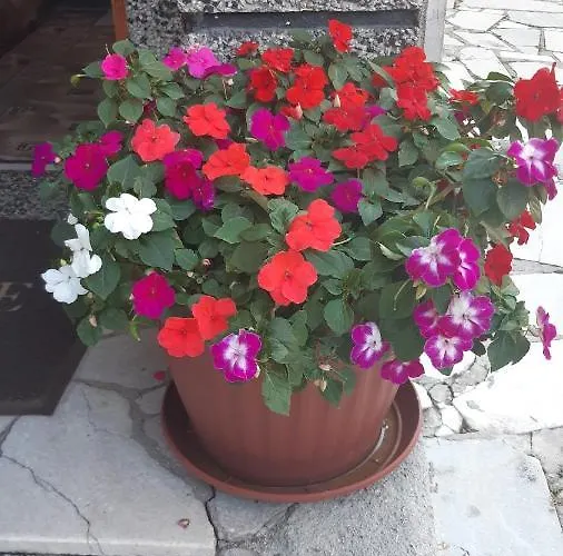 Гостевой дом Pip Велинград